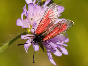 vřetenuška mateřídoušková, foto: Martina Kišelová