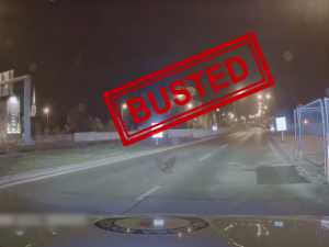 Plzeňští bobři si nedají pokoj, další pochodoval přímo před policejním autem