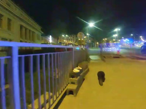 Plzeňští bobři si nedají pokoj, další pochodoval přímo před policejním autem