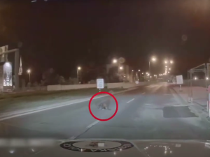 Plzeňští bobři si nedají pokoj, další pochodoval přímo před policejním autem