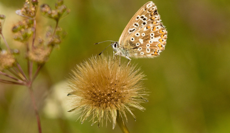 modrásek vikvicový, foto: Martina Kišelová