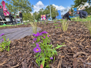 Slavného růžového králíka obklopí květiny, záhonům budou vévodit růže