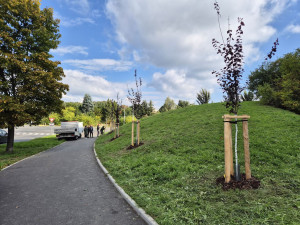 Slavného růžového králíka obklopí květiny, záhonům budou vévodit růže