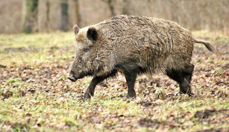 Africký mor prasat zůstává podle veterinářů hrozbou, je i za hranicemi