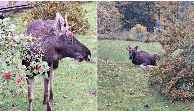 Emil se zatoulal do zahrady, pochutnával si na jablkách a trochu prohnal policisty