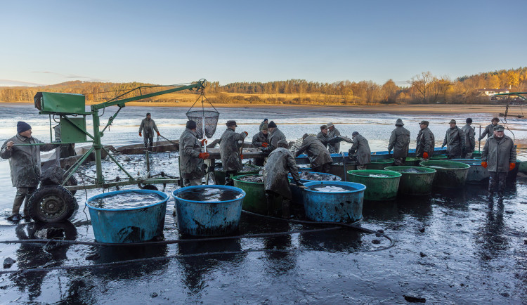 Klatovští rybáři dnes zahájili podzimní výlovy 135 rybníků, potrvají měsíc a půl