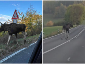 Řidiči, pozor na Emila. Los se přibližuje ke Klatovům, kamera ho zachytila i na hlavní silnici