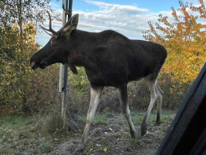 Emil se pohybuje poblíž silnice, foto: OMS Klatovy