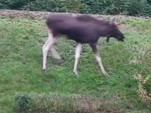 Emil se dostal i do blízkosti kolejí, foto: OMS Klatovy