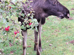 V pondělí si dal Emil krátkou přestávku na zahradě poblíž Nýrska, foto: Policie ČR