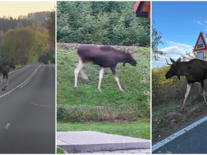 ANKETA: Lidé se bojí o Emila, los se nebezpečně toulá v okolí rušných silnic