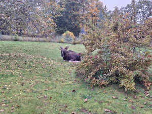 V pondělí si dal Emil krátkou přestávku na zahradě poblíž Nýrska, foto: Policie ČR