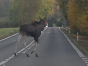 Na silnici jej zachytil i další řidič, jeho video sdílel projekt We Love Šumava