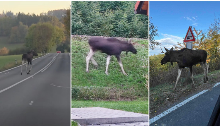 Lidé se bojí o Emila, los se nebezpečně toulá v okolí rušných silnic