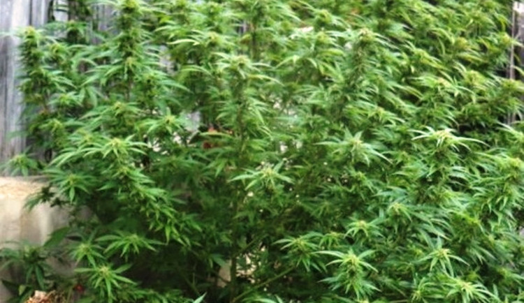 Dva narkomani prodávali na Jihlavsku pervitin. V domě kriminálka našla i marihuanu