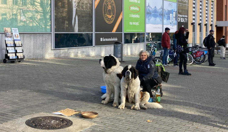 Do Liberce se vrátili Rumuni s bernardýny. Proti zneužívání zvířat k žebrání vznikla petice