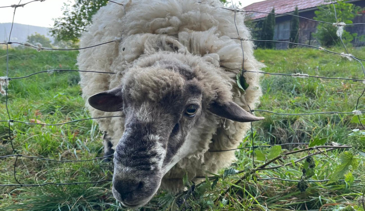 Ovce na Stránské skále v Brně napadají psi, pastevec je zoufalý