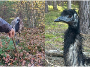 Na překvapené houbaře vykoukl v lese emu, pět týdnů byl na útěku