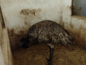 foto: David Hrbáček