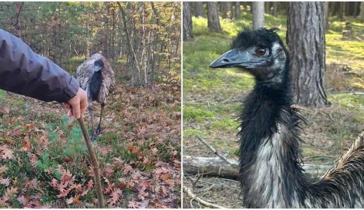 Na překvapené houbaře vykoukl v lese emu, pět týdnů byl na útěku