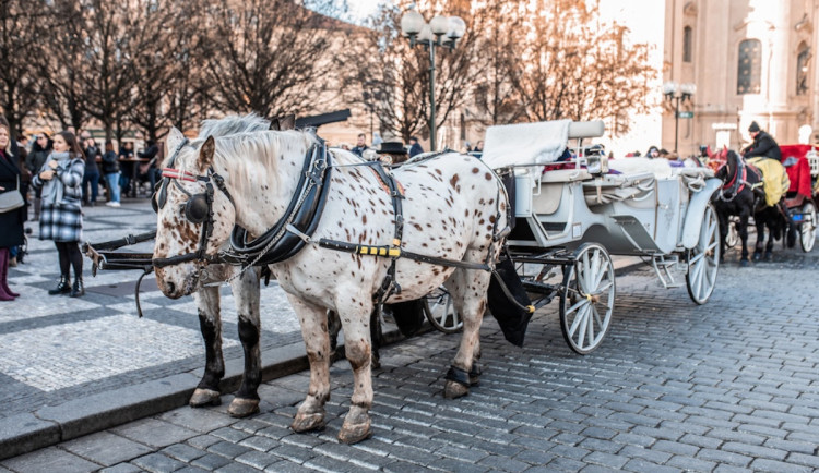 POLITICKÁ KORIDA: Patří fiakry na Staroměstské náměstí? Odpovídají zastupitelé