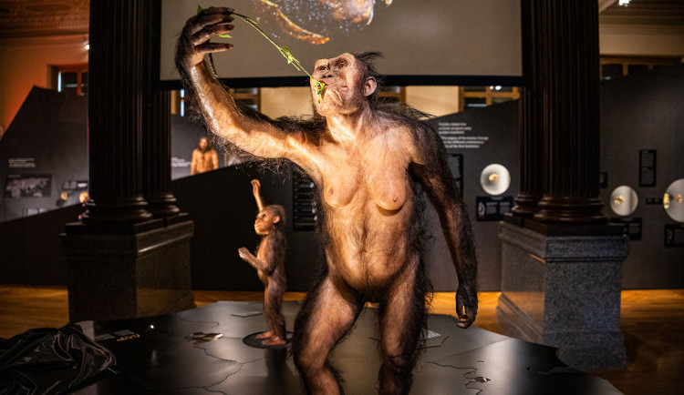 Fosilie Lucy a Selam vidělo v Národním muzeu rekordních 200 tisíc lidí