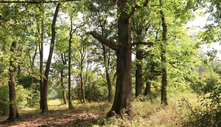 Macinka je přesvědčen, že CHKO Soutok je třeba zrušit, napsal hejtmanu Grolichovi