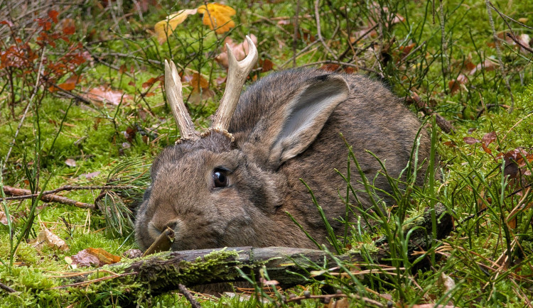 VIDEO: Zajdalen v Jeseníkách? Klip s bájným tvorem pobláznil sítě, viděly ho už miliony lidí