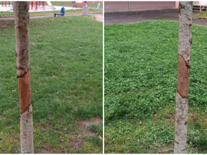 Vandal oloupal kůru ze stromu na sídlišti a tím ho zahubil, město hledá pachatele
