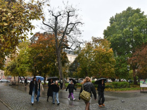 Dva staré a nebezpečné stromy v sadovém okruhu v centru města půjdou k zemi
