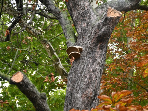 Dva staré a nebezpečné stromy v sadovém okruhu v centru města půjdou k zemi