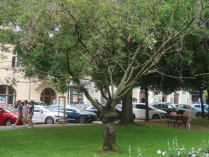 Dva staré a nebezpečné stromy v sadovém okruhu v centru města půjdou k zemi