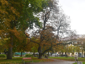 Dva staré a nebezpečné stromy v sadovém okruhu v centru města půjdou k zemi