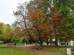 Dva staré a nebezpečné stromy v sadovém okruhu v centru města půjdou k zemi