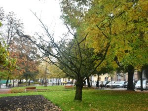 Dva staré a nebezpečné stromy v sadovém okruhu v centru města půjdou k zemi