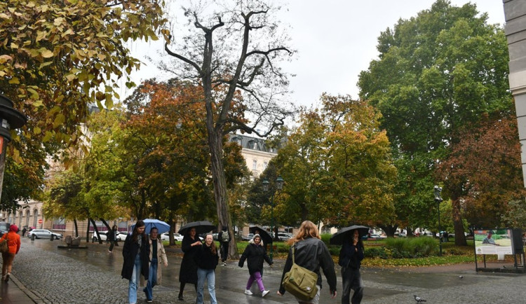 Dva staré a nebezpečné stromy v sadovém okruhu v centru města půjdou k zemi