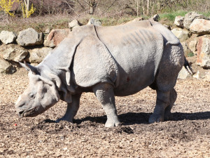 Čtyři dny před svými 21. narozeninami uhynul v zoo samec nosorožce indického