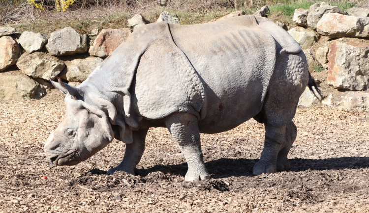 Pouhé čtyři dny před svými 21. narozeninami uhynul v zoo samec nosorožce indického