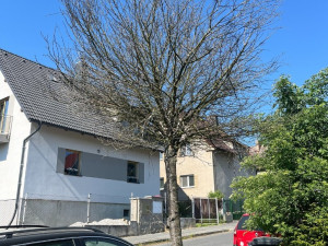 Obvod pokácí desítky stromů, jde hlavně o suché dřeviny, které ohrožují kolemjdoucí