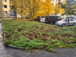 Divočákům se zalíbilo na sídlišti. Obvod vyzývá pejskaře, aby nepouštěli psy z vodítka