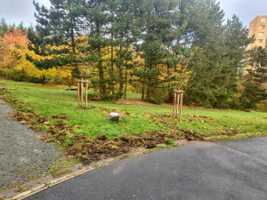 Divočáci si oblíbili sídliště. Obvod vyzývá pejskaře, aby nepouštěli psy z vodítka