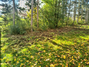 Divočáci si oblíbili sídliště. Obvod vyzývá pejskaře, aby nepouštěli psy z vodítka