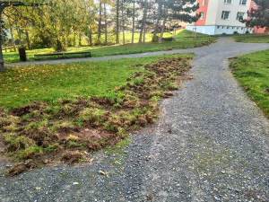 Divočáci si oblíbili sídliště. Obvod vyzývá pejskaře, aby nepouštěli psy z vodítka