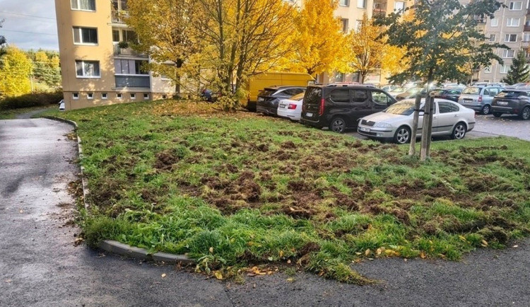 Divočáci si oblíbili sídliště. Obvod vyzývá pejskaře, aby nepouštěli psy z vodítka