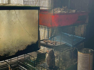 V otřesných podmínkách živořily desítky zvířat, mezi nimi i 10 psů a 11 štěňat