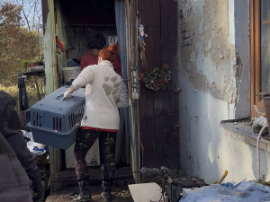 V otřesných podmínkách živořily desítky zvířat, mezi nimi i 10 psů a 11 štěňat