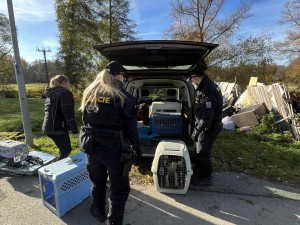 V otřesných podmínkách živořily desítky zvířat, mezi nimi i 10 psů a 11 štěňat