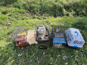 V otřesných podmínkách živořily desítky zvířat, mezi nimi i 10 psů a 11 štěňat