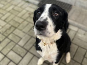 Štěňata zachráněná z otřesného chovu zatím k adopci nejsou, čeká se na úřady