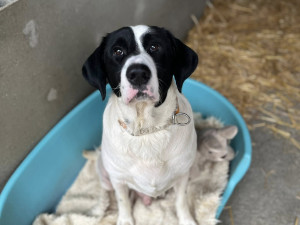 Štěňata zachráněná z otřesného chovu zatím k adopci nejsou, čeká se na úřady